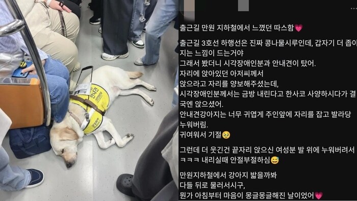 개 좋아하는 사람이 시각장애인 안내견 봤을때 특징_1.jpg
