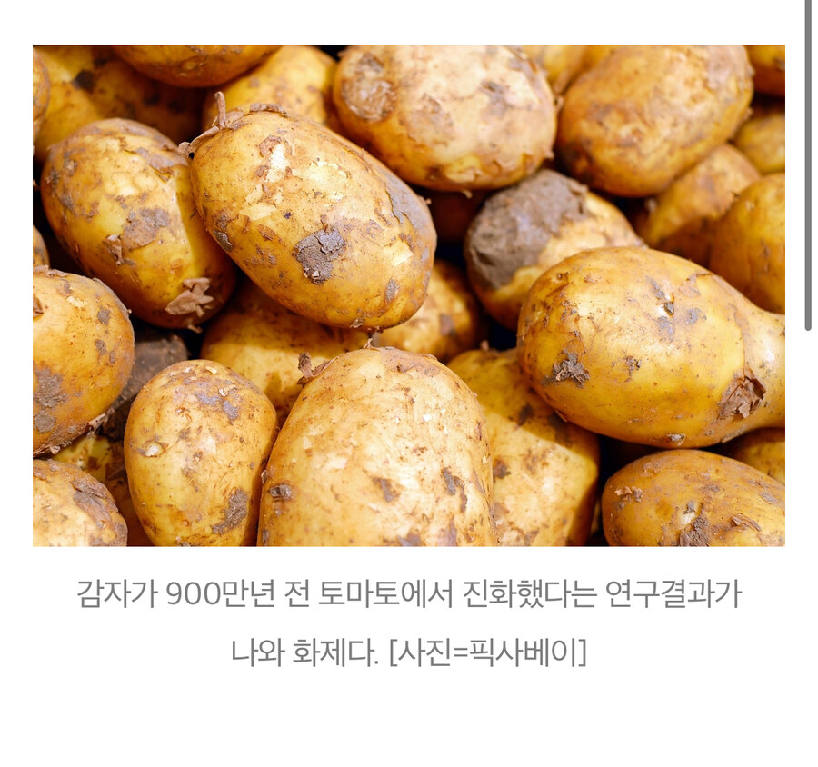 감자튀김에 토마토케첩 찍으면 위험한 이유_1.jpg