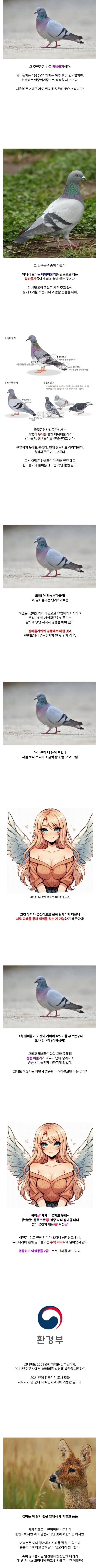 한국에서만 멸종위기 종인 비둘기_1.jpg