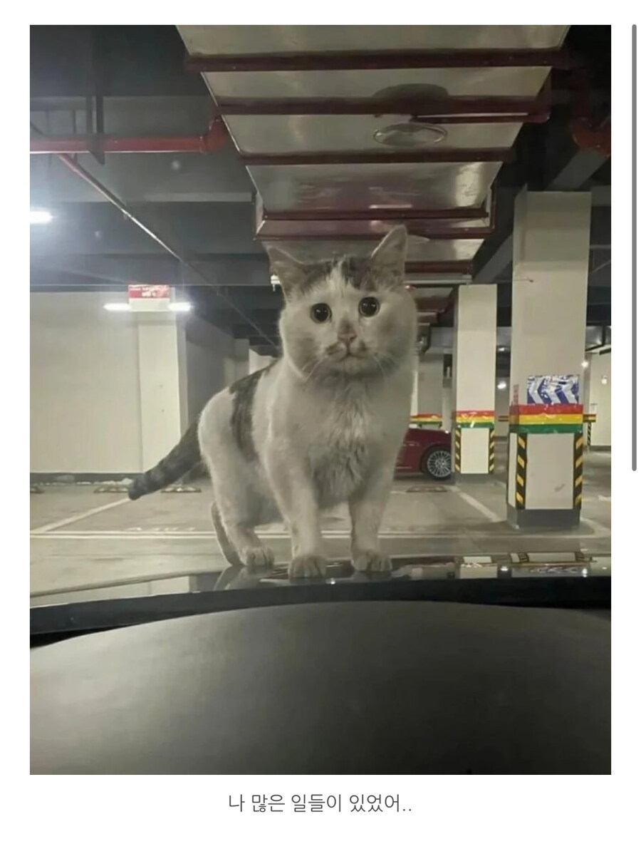 집 나갔다 발견 됐다는 냥냥이_1.jpg