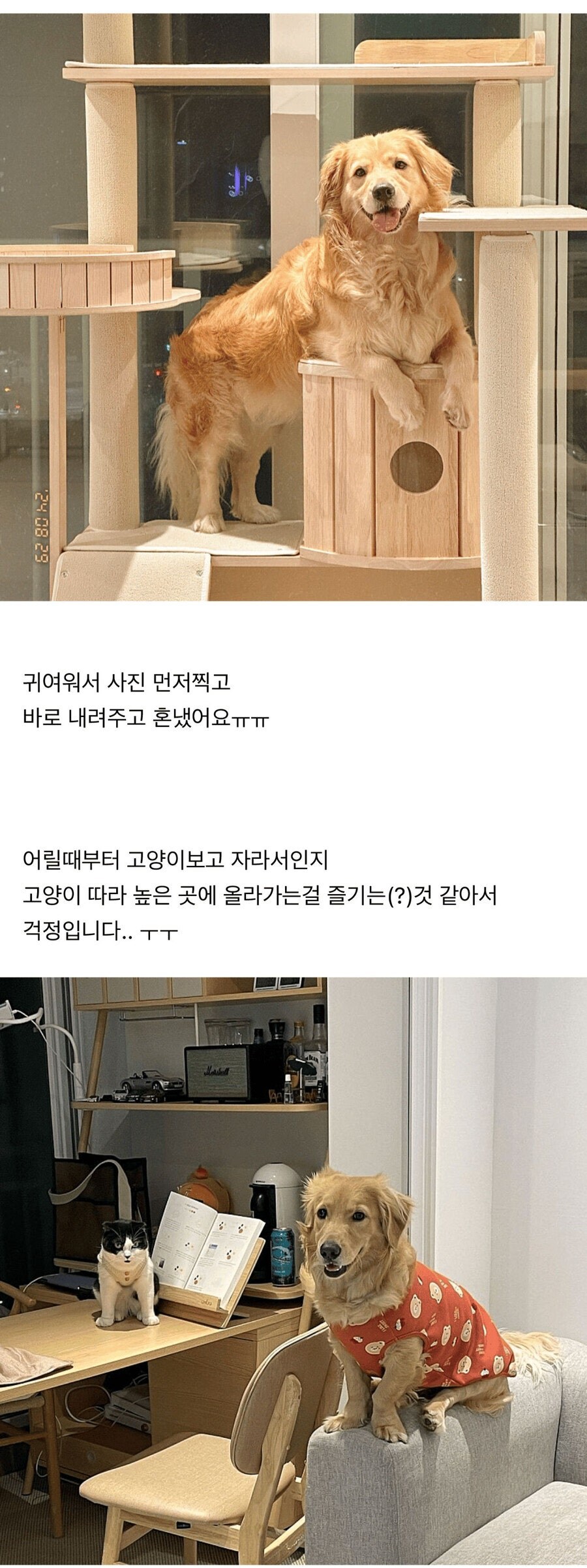 강아지가 자꾸 캣타워에 올라가서 큰일이에요._2.jpg