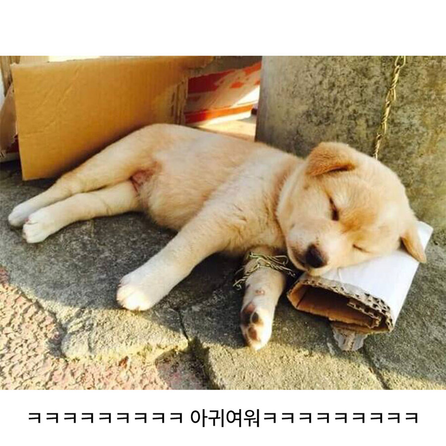 [개조심] 사나우니 건들지 마시오!_3.jpg