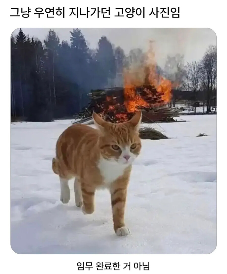 그냥 지나가던 고양이_1.jpg