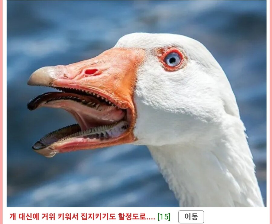 거위와 오리 구분하기 jpg._2.jpg