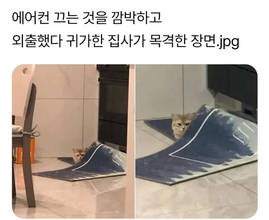 에어컨 끄는 거 깜빡한 집사_1.webp