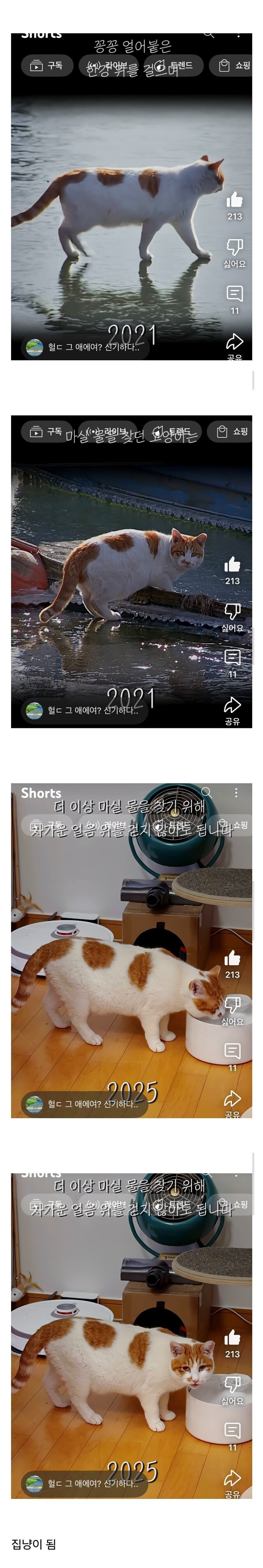 꽁꽁 한강위 냥이 결국엔..._1.jpg