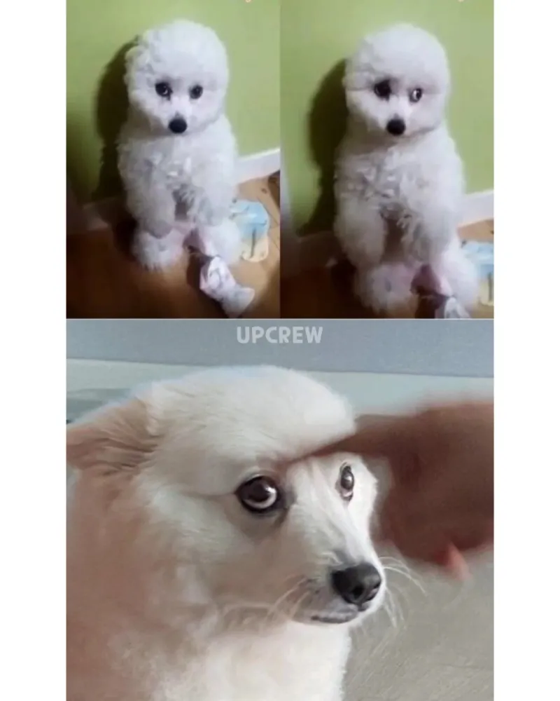 늑대에겐 없고 개에겐 있는 근육._4.webp