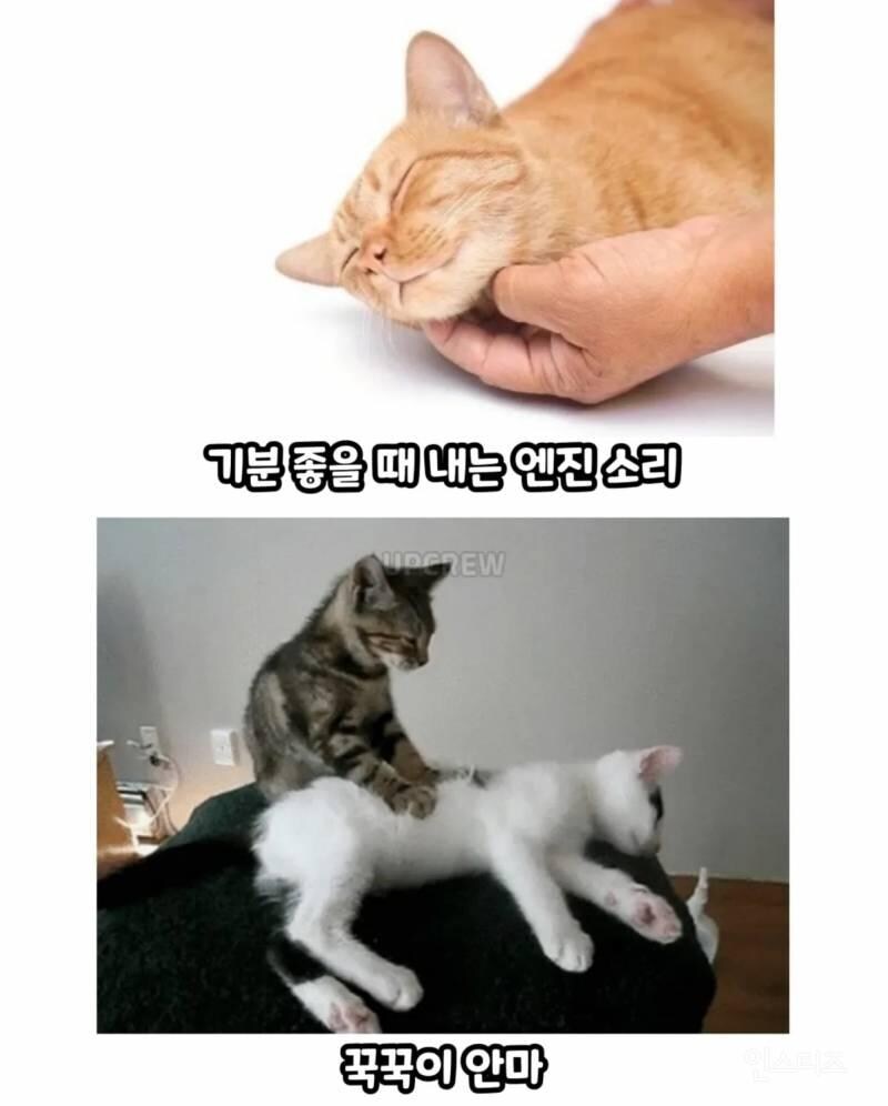 고양이를 귀여워 할수밖에 없는 이유_1.jpg
