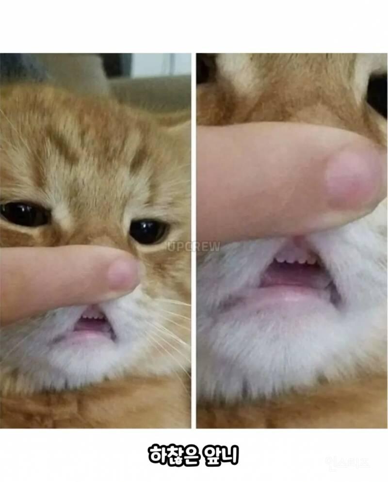 고양이를 귀여워 할수밖에 없는 이유_2.jpg
