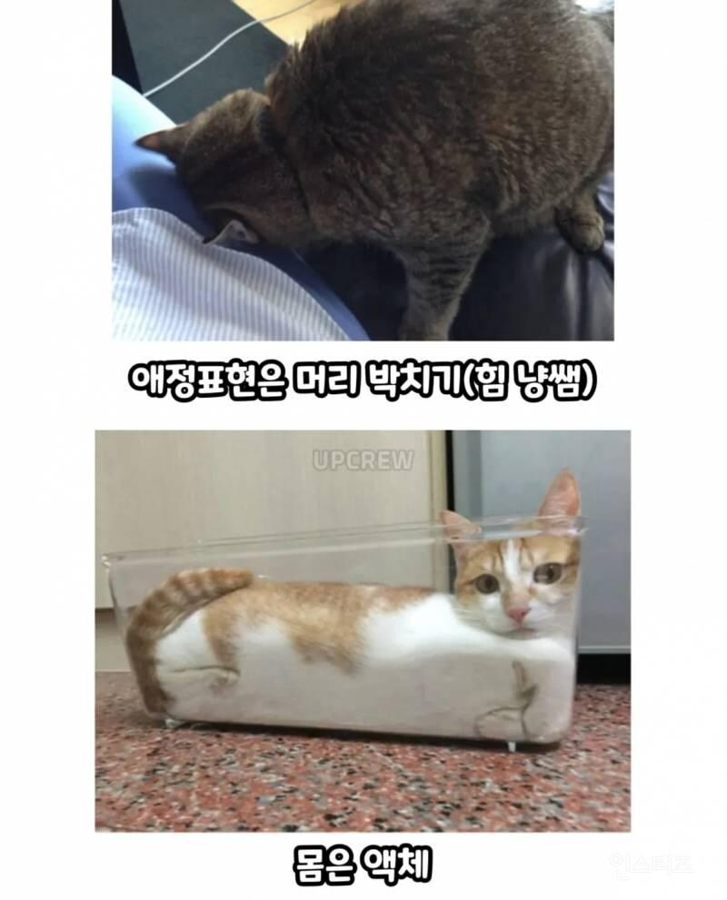 고양이를 귀여워 할수밖에 없는 이유_4.jpg