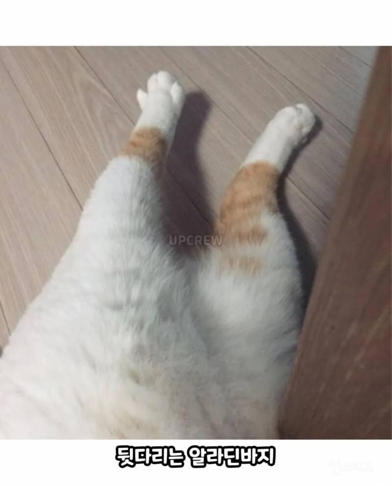 고양이를 귀여워 할수밖에 없는 이유_7.jpg