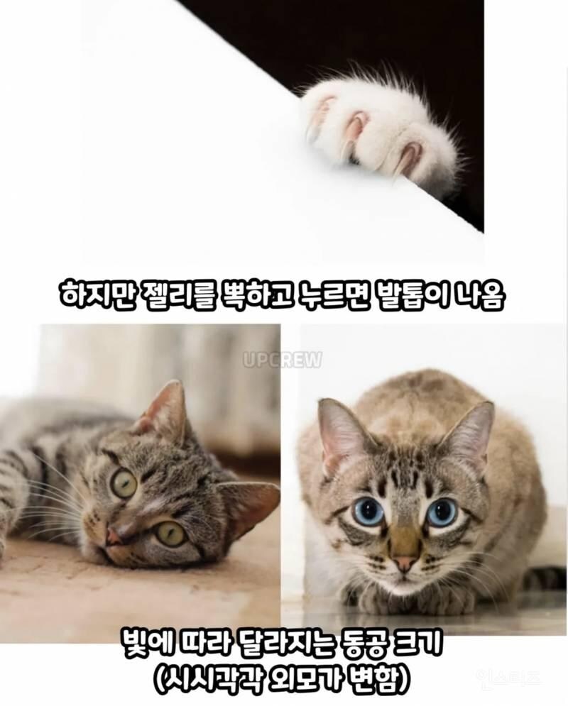 고양이를 귀여워 할수밖에 없는 이유_10.jpg