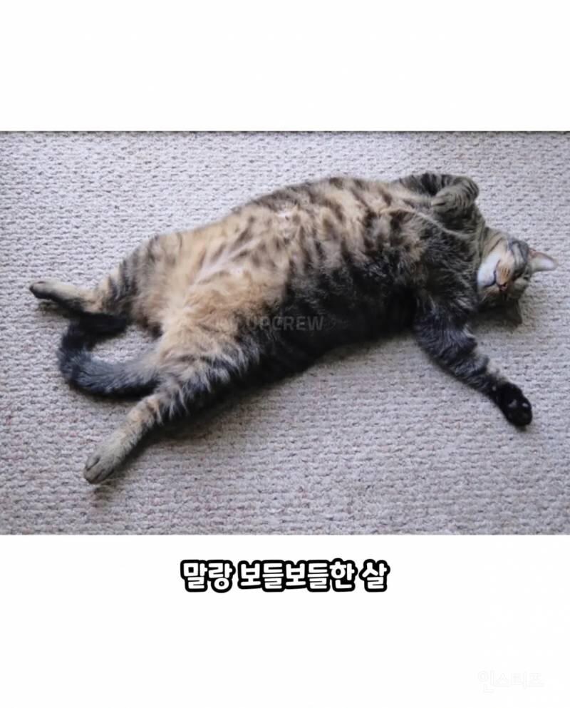 고양이를 귀여워 할수밖에 없는 이유_16.jpg