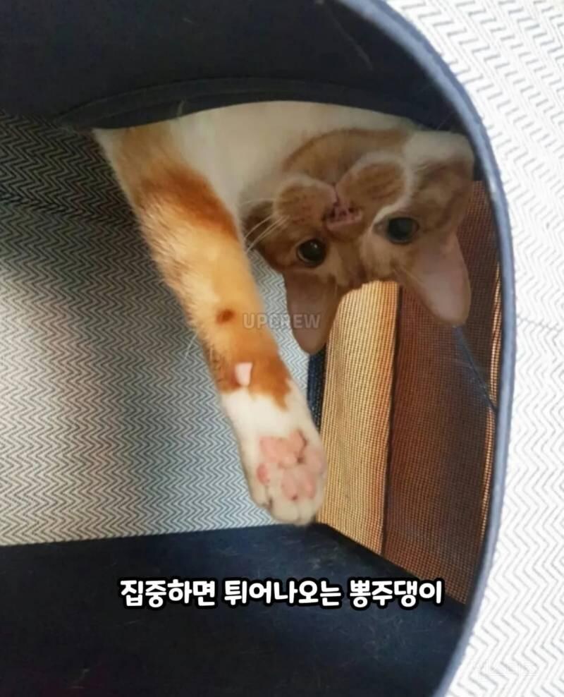 고양이를 귀여워 할수밖에 없는 이유_17.jpg