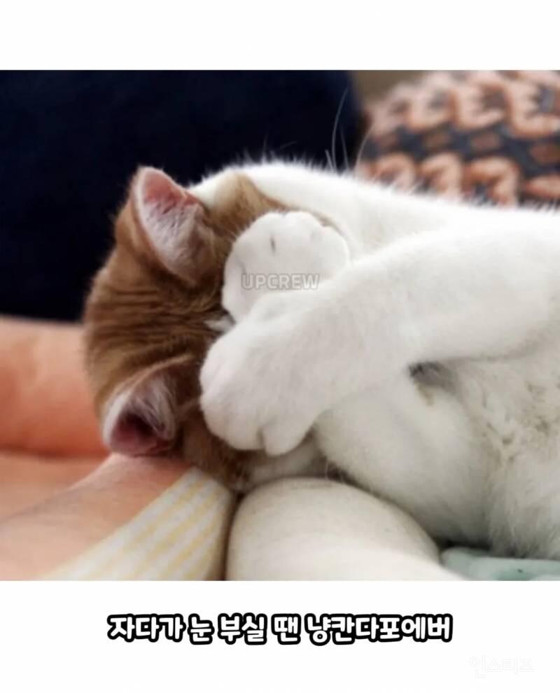 고양이를 귀여워 할수밖에 없는 이유_18.jpg