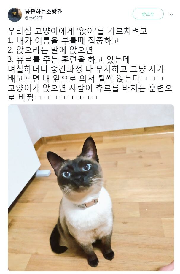 고양이 훈련.jpg_1.jpg