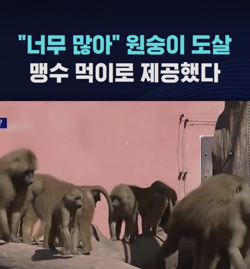 원숭이 개체 수가 너무 많아지자 동물원이 한 일_1.jpg