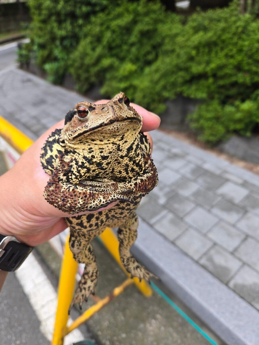 퍼 온 두꺼비 사진_1.jpg