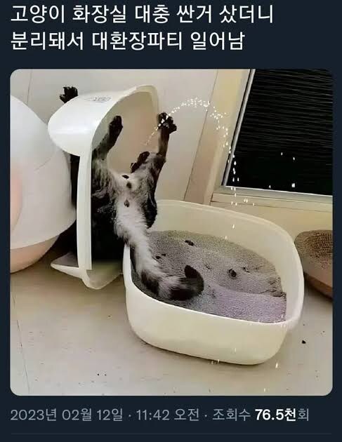 고양이 화장실 대참사_1.jpg