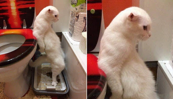 뭔가 보고 배운거같긴 한거같은 고양이_1.jpg