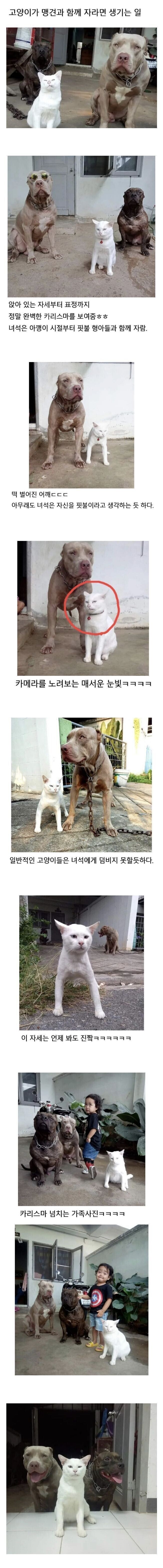 형님들과 함께 자란 고양이_1.jpg