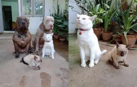 형님들과 함께 자란 고양이_2.jpg