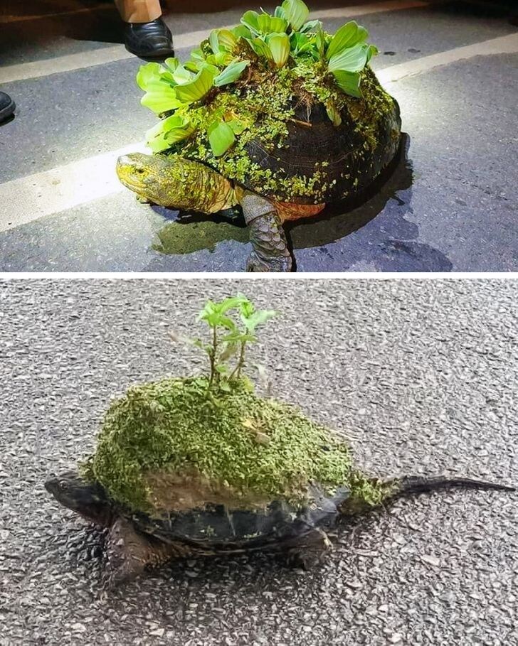판타지에서 자주 나오는데 은근 고증인거_2.jpg