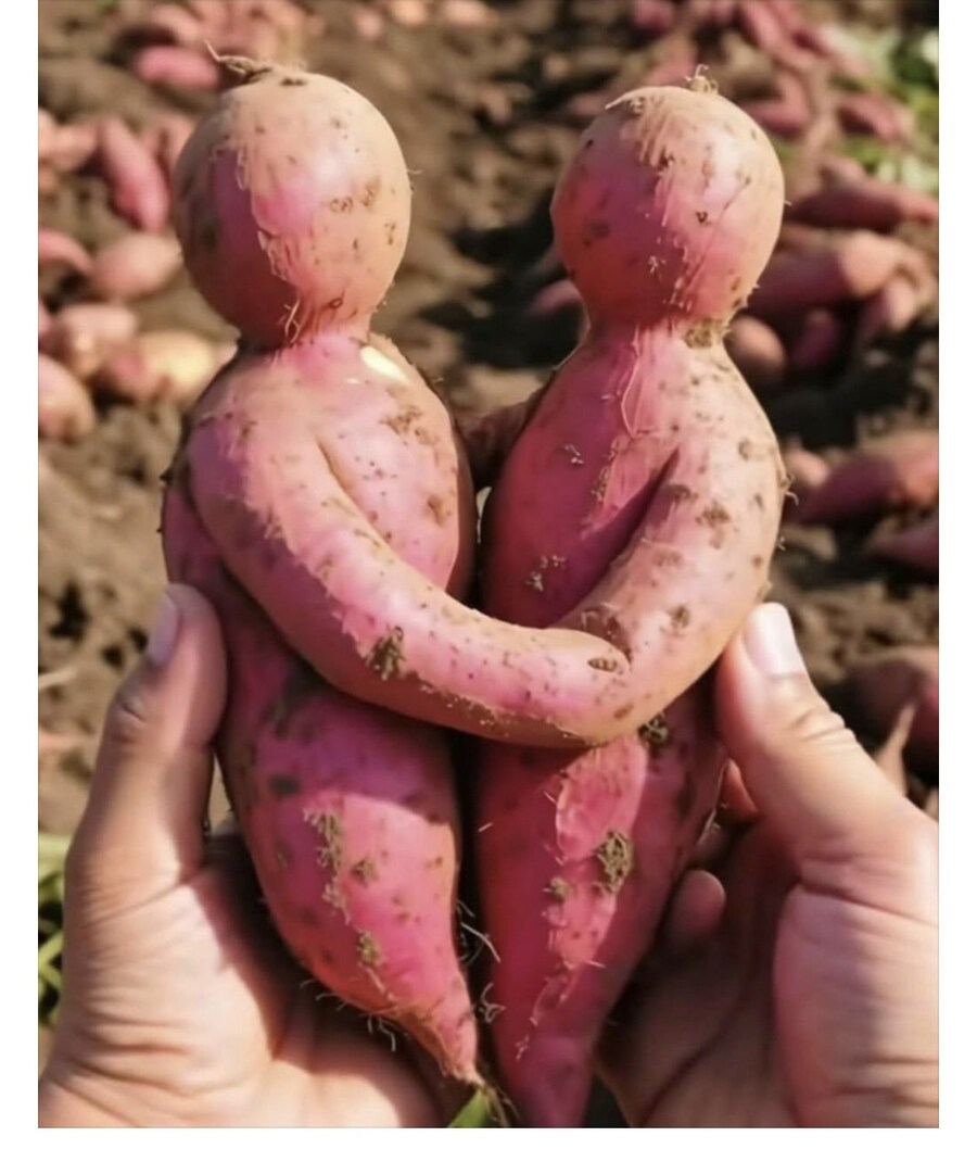 전생에 부부였던 고구마_1.jpg