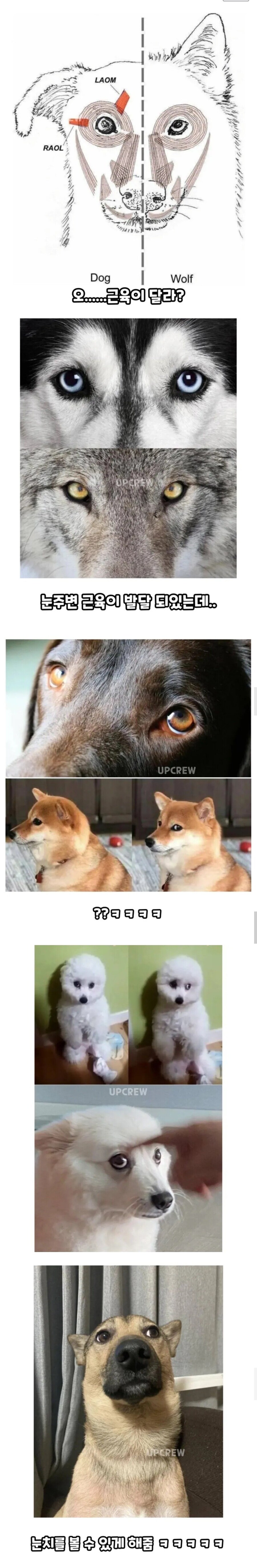 늑대에겐 없고 개에겐 있는 근육_1.jpg