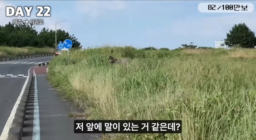 제주도 걷다 보면 볼 수 있는거_3.jpg