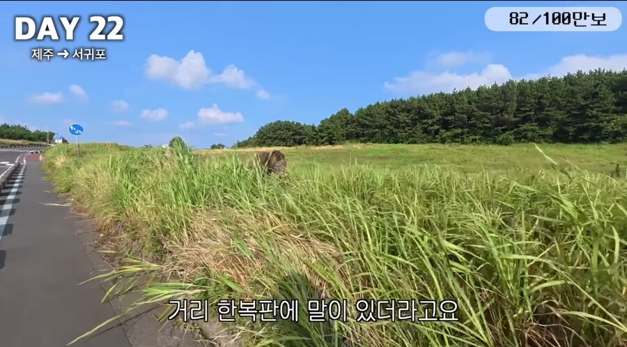 제주도 걷다 보면 볼 수 있는거_4.jpg