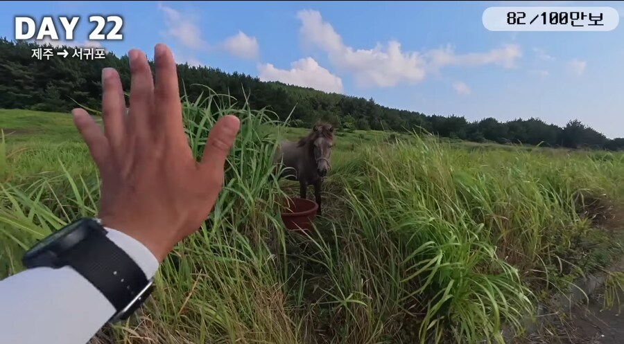 제주도 걷다 보면 볼 수 있는거_6.jpg