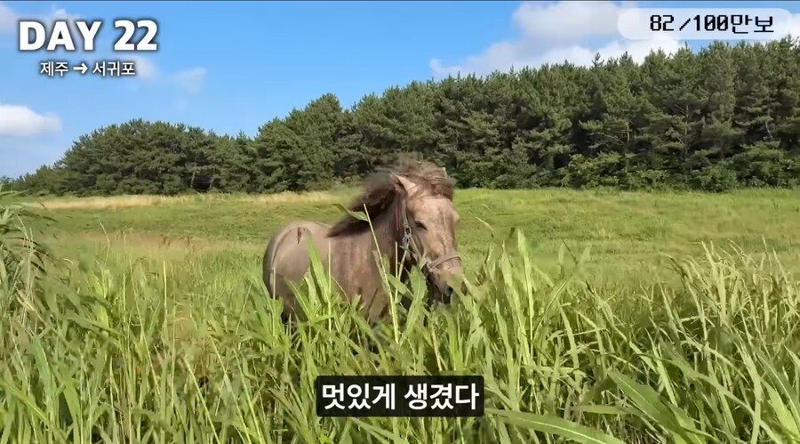 제주도 걷다 보면 볼 수 있는거_5.jpg