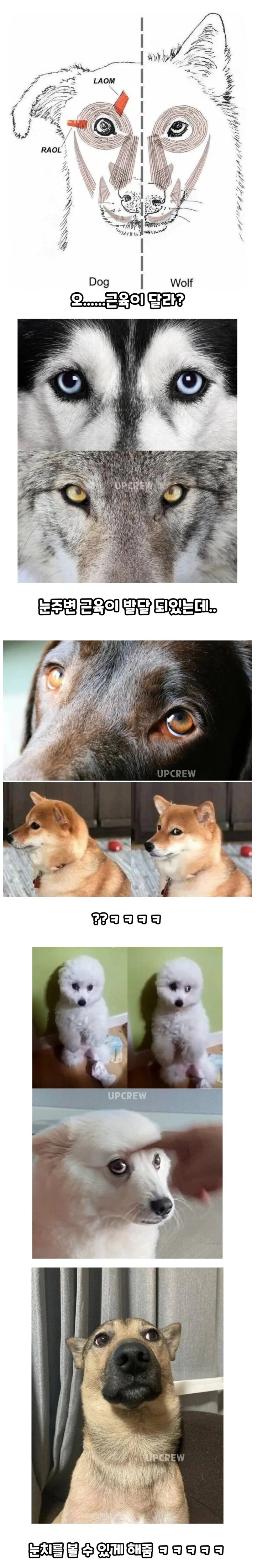 늑대와 개의 차이점_1.jpg