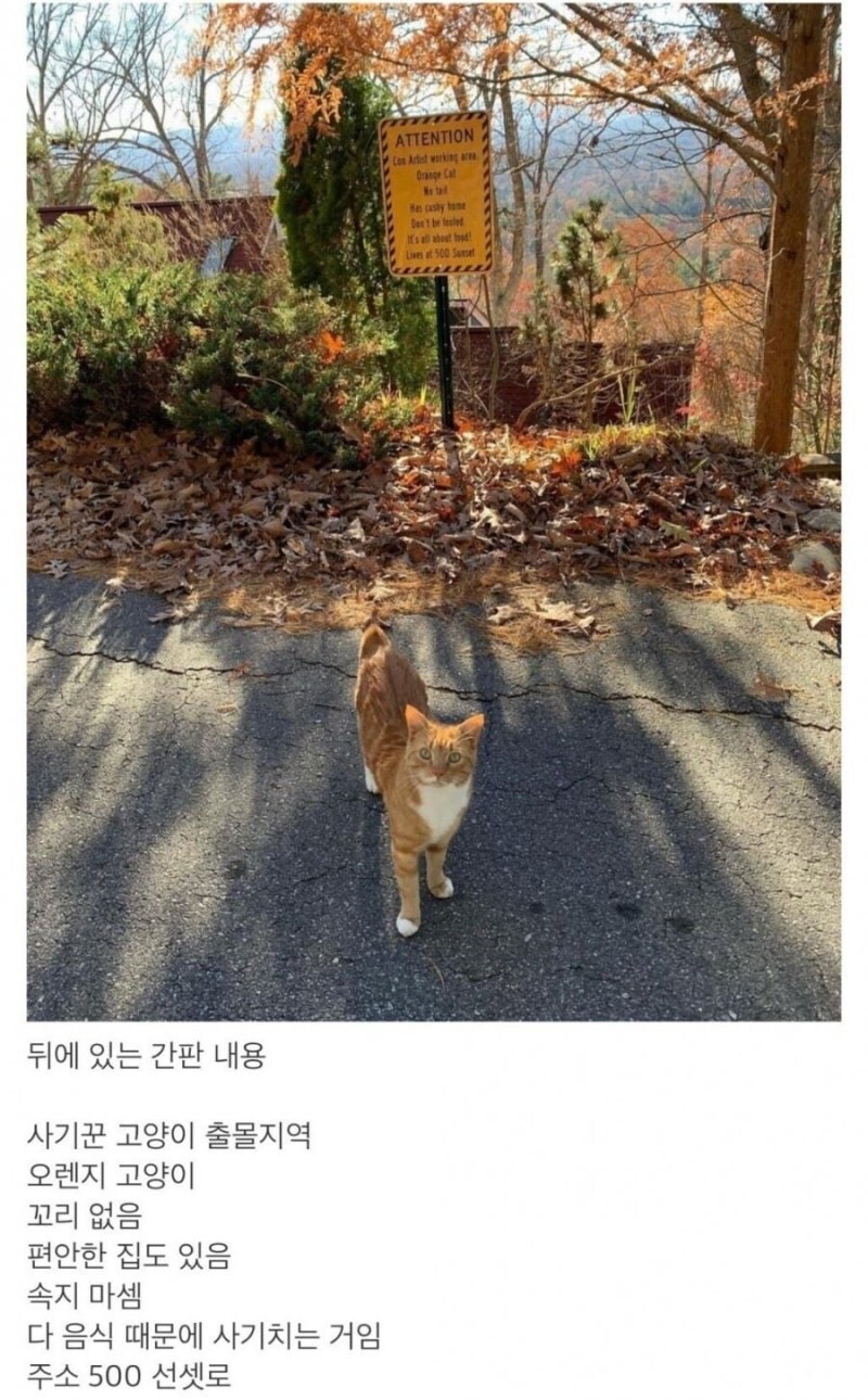 사기꾼 고양이 출몰지역_1.jpg