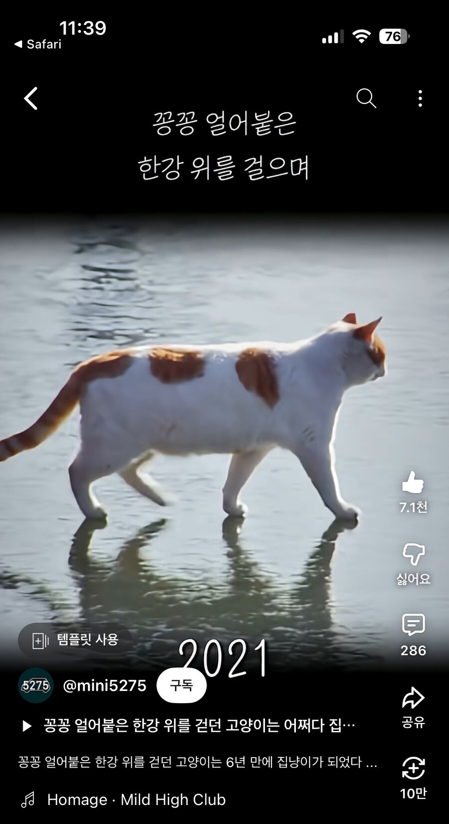 꽁꽁 얼어붙은 한강 위를 고양이가......_1.jpg
