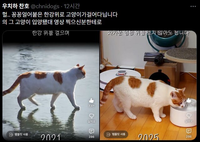 꽁꽁 얼어붙은 한강 위를 고양이가......_3.jpg