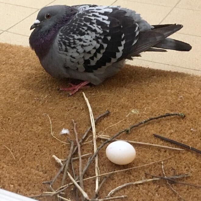 비둘기가 지능이 높다는데_1.jpg