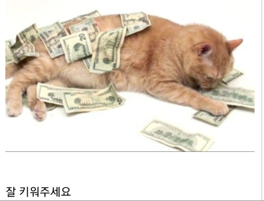 여기 고양이와 10억이 있습니다._1.jpg