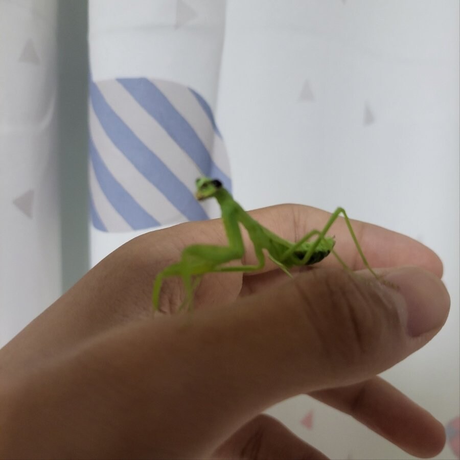 애완동물들이 새끼를 낳네요.jpg_3.jpg