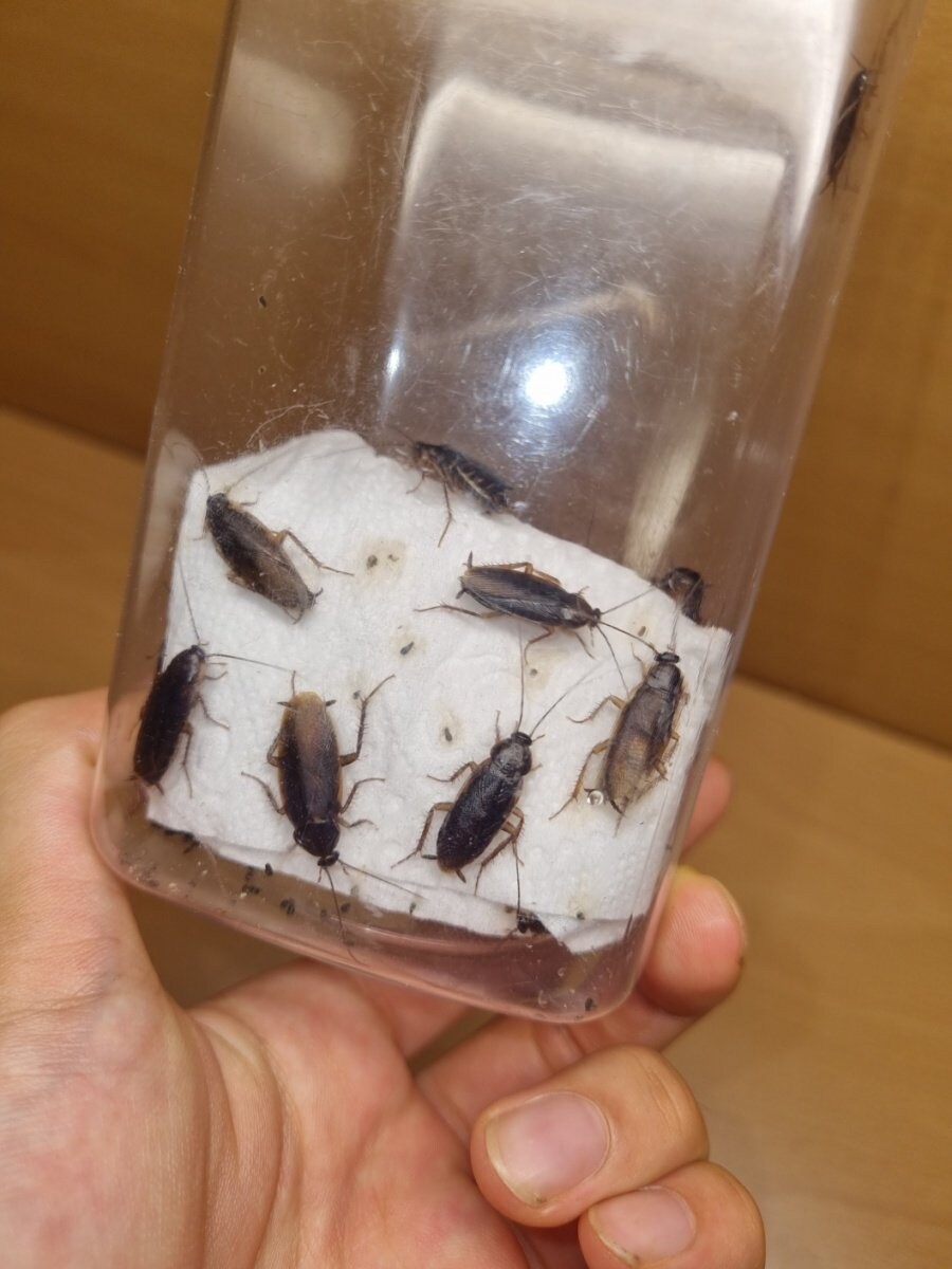 애완동물들이 새끼를 낳네요.jpg_6.jpg