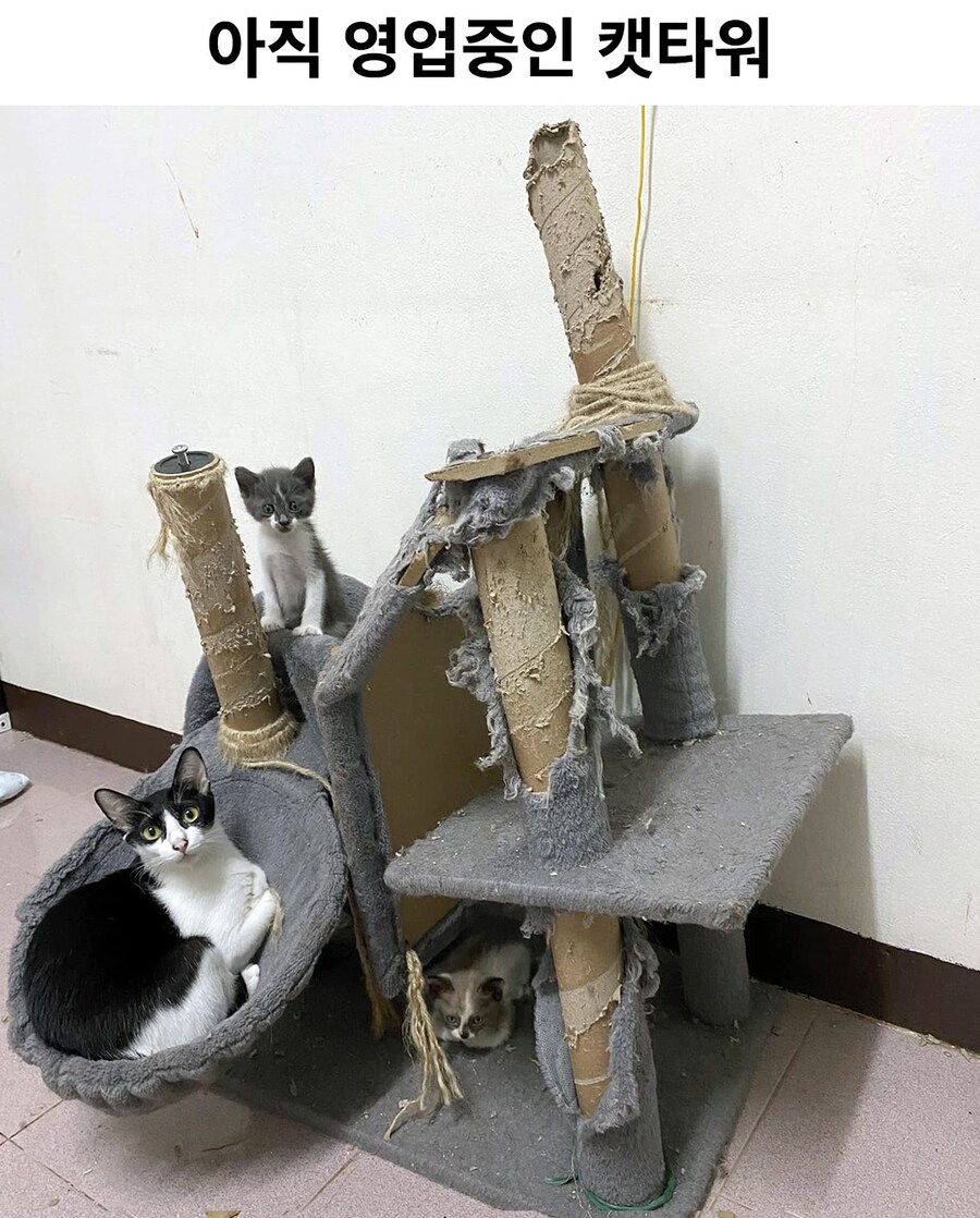 아직 영업 중인 캣타워.jpg_1.jpg