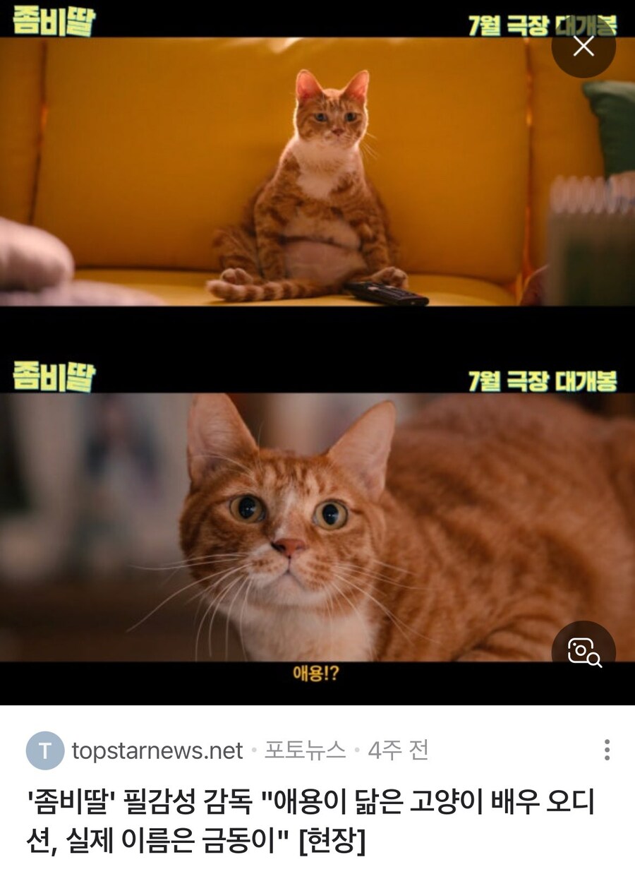 의외로 애용이가 아닌 고양이_1.jpg