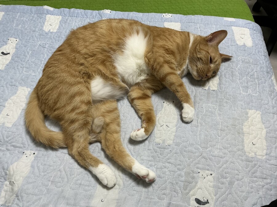 우리집 고양이 애용이 닮았대서 올려봄_1.jpg