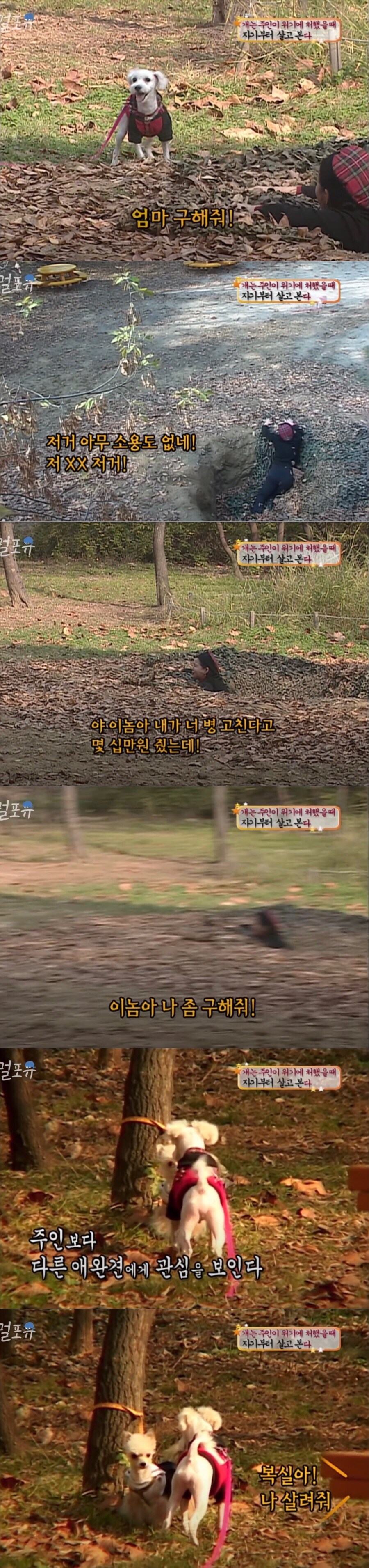 주인이 위기에 처했을때 개의 반응 .jpg_2.jpg