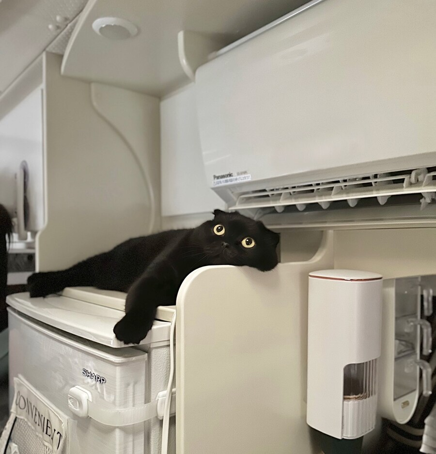 여름철 고양이 특징.jpg_1.jpg