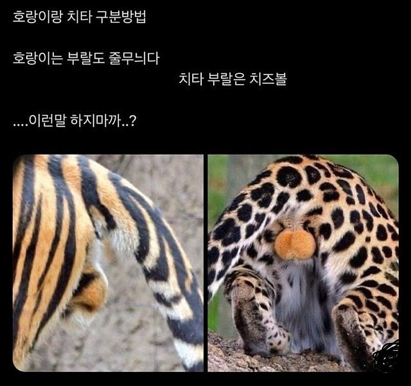 치타와 호랑이 구분하는 방법_1.jpg