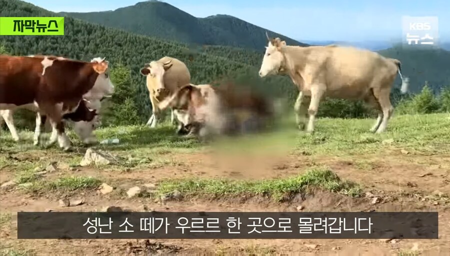 중국에서 소 괴롭히다가 소들한테 다구리맞은 중국인 ㅋㅋㅋㅋㅋㅋㅋㅋㅋ_2.jpg