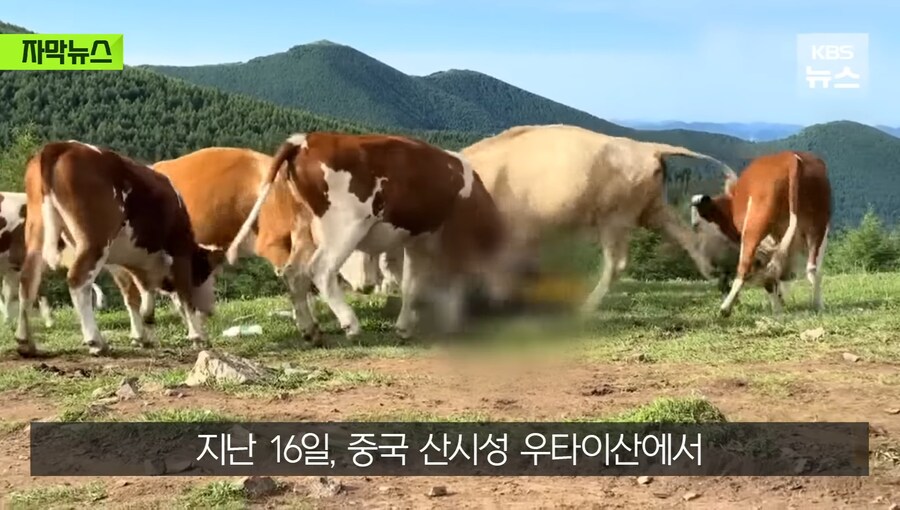 중국에서 소 괴롭히다가 소들한테 다구리맞은 중국인 ㅋㅋㅋㅋㅋㅋㅋㅋㅋ_5.jpg