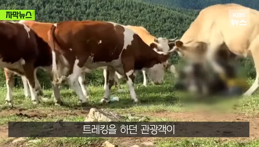 중국에서 소 괴롭히다가 소들한테 다구리맞은 중국인 ㅋㅋㅋㅋㅋㅋㅋㅋㅋ_7.jpg